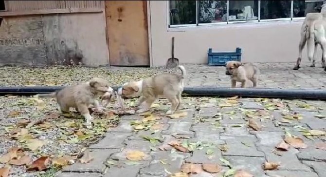 Aç Kalan Yavru Köpeklerin Kavgası Gülümsetti