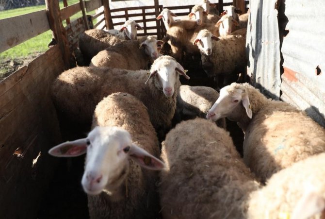 Kadın Üreticilere Küçükbaş Hayvan Ve Yem Desteği Verilecek