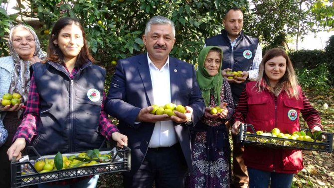 Karadeniz’de Narenciye Hasadı Başladı