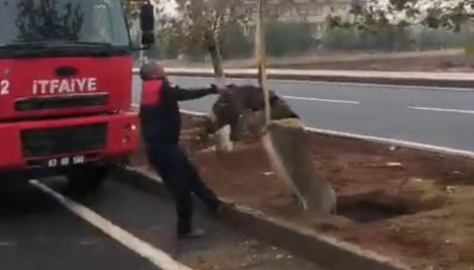 Şanlıurfa’da Çukura Düşen Eşek Kurtarıldı