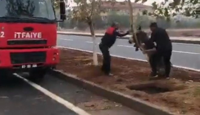 Şanlıurfa’da Çukura Düşen Eşek Kurtarıldı