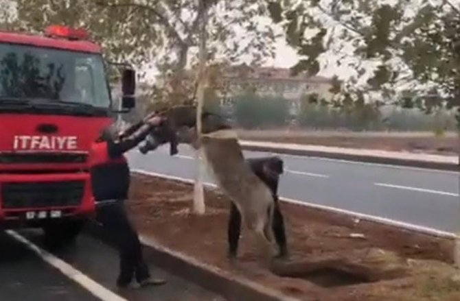 Şanlıurfa’da Çukura Düşen Eşek Kurtarıldı