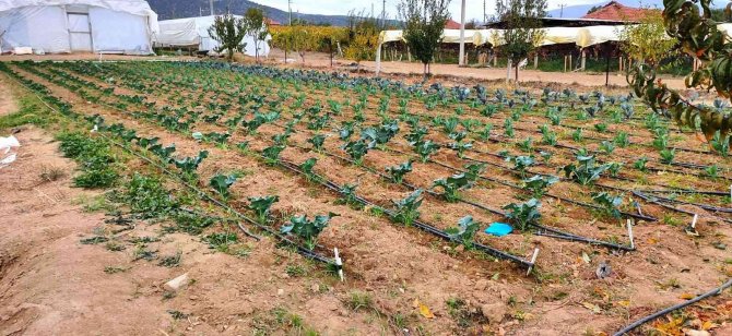 Hem Öğrenecekler, Hem Kazanacaklar