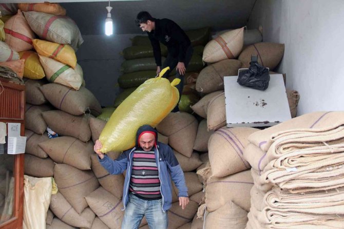 Fındık Fiyatları Yükselişe Geçti