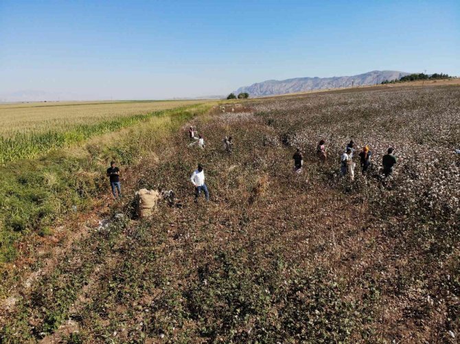 Terörün Yerini Huzura Bıraktığı Cudi Dağı Etekleri Pamuk Tarlalarına Dönüştü