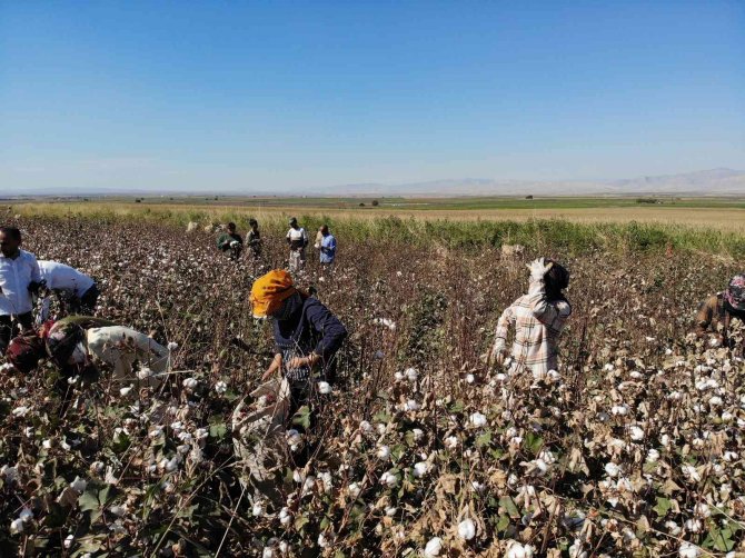 Terörün Yerini Huzura Bıraktığı Cudi Dağı Etekleri Pamuk Tarlalarına Dönüştü