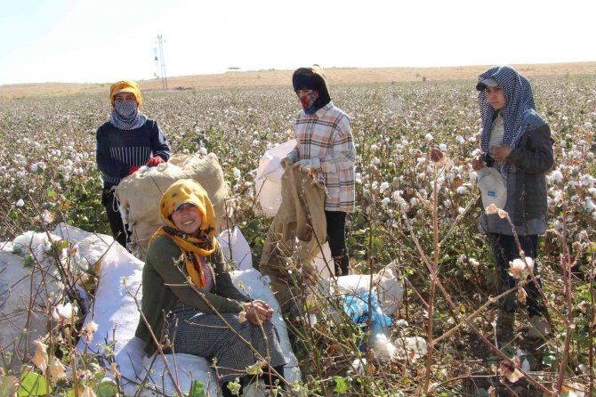 Terörün Yerini Huzura Bıraktığı Cudi Dağı Etekleri Pamuk Tarlalarına Dönüştü