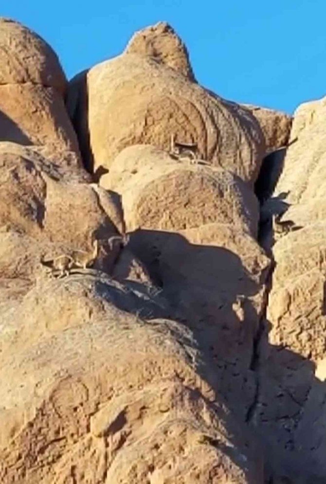 "Dünya’daki Mars"ta Yaban Keçileri Görüntülendi