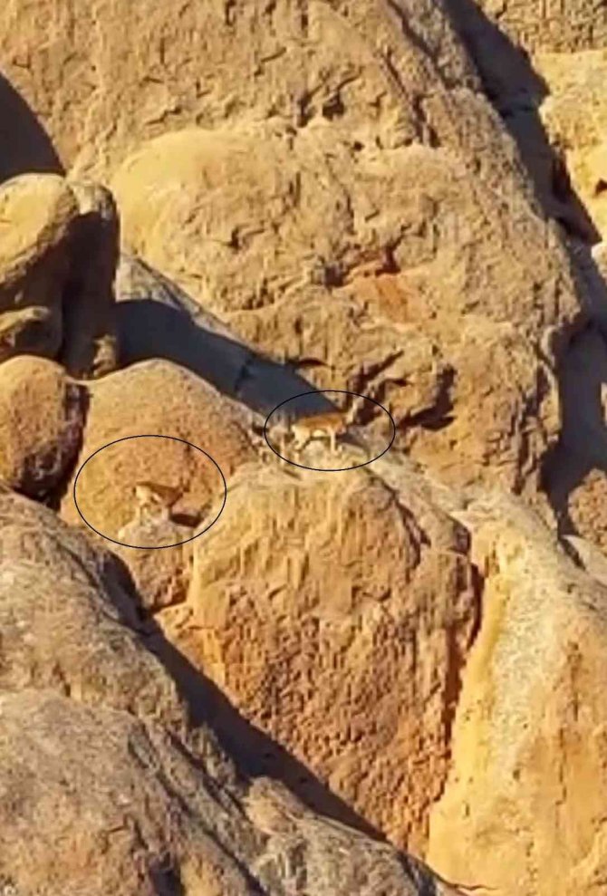 "Dünya’daki Mars"ta Yaban Keçileri Görüntülendi