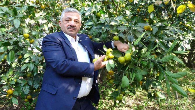 Karadeniz’de Narenciye Hasadı Başladı
