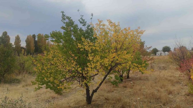Van’da Sonbahar Güzelliği