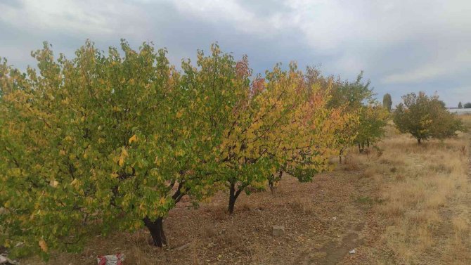 Van’da Sonbahar Güzelliği