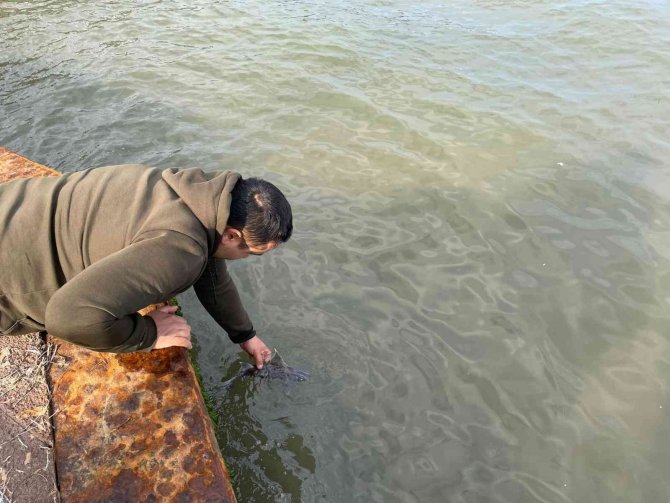 Oltasına Nadir Görülen ’Domuz Köpekbalığı’ Takıldı