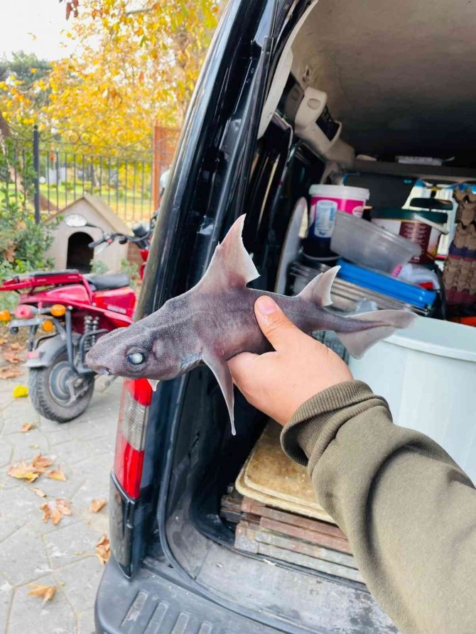 Oltasına Nadir Görülen ’Domuz Köpekbalığı’ Takıldı
