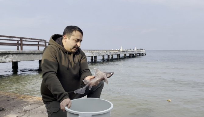 Oltasına Nadir Görülen ’Domuz Köpekbalığı’ Takıldı