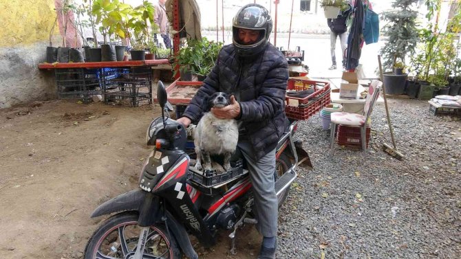 Motosiklet Tutkunu Köpek Yollarda