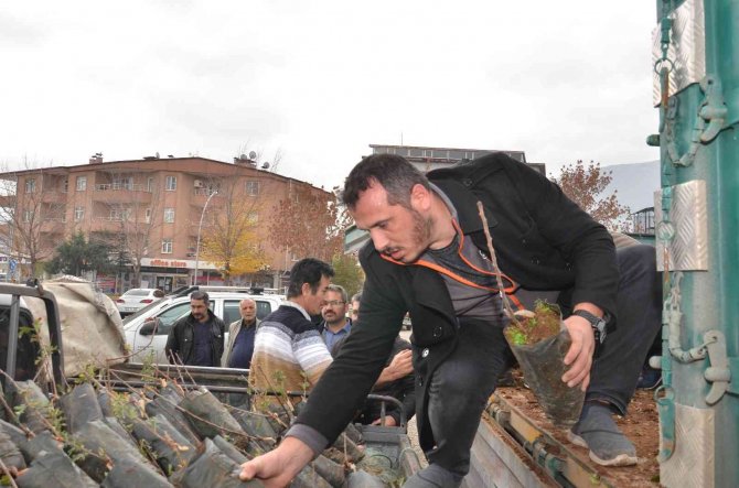 Elbistan’da Üreticilere Hibe Destekli Alıç Fidanı Dağıtıldı