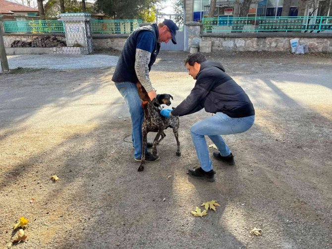 Aslanapa’da Kedi Ve Köpeklere Kuduz Aşısı