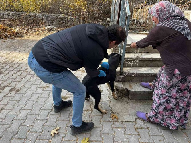 Aslanapa’da Kedi Ve Köpeklere Kuduz Aşısı