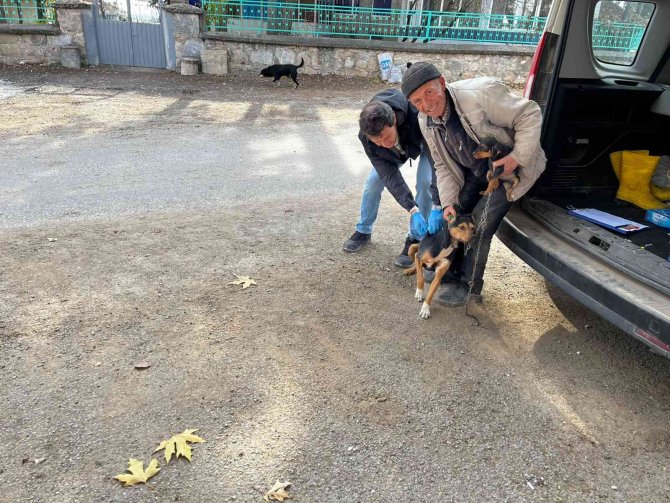 Aslanapa’da Kedi Ve Köpeklere Kuduz Aşısı