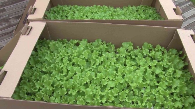 Beykoz’da Çiftçilere 400 Bin Kışlık Fide Desteği