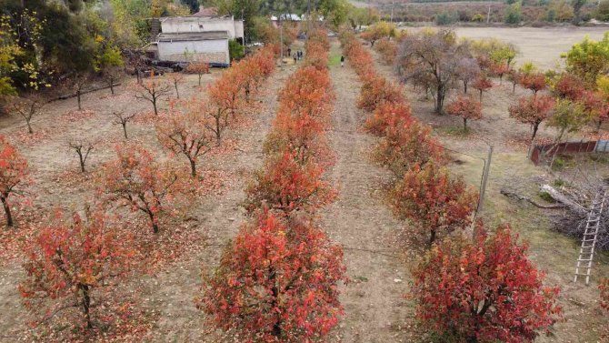 Kozan Hurması, Lezzetini Tescillemek İstiyor