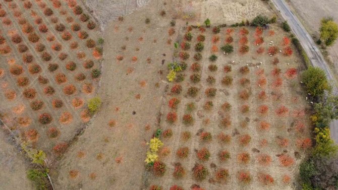 Kozan Hurması, Lezzetini Tescillemek İstiyor