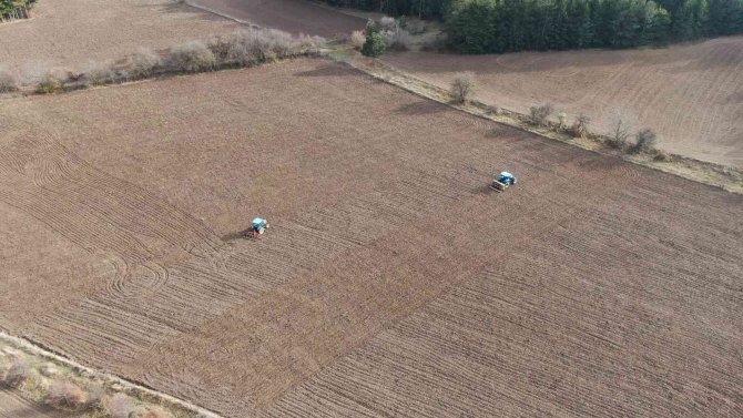 ‘Bulgurun Atası’ Siyezin Ekimine Başlandı