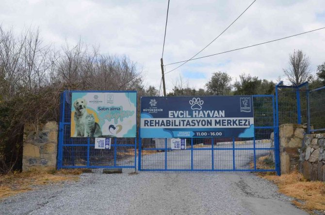 Kuşadası Belediyesi 950 Hayvanı Ömürlük Yuvasına Kavuşturdu