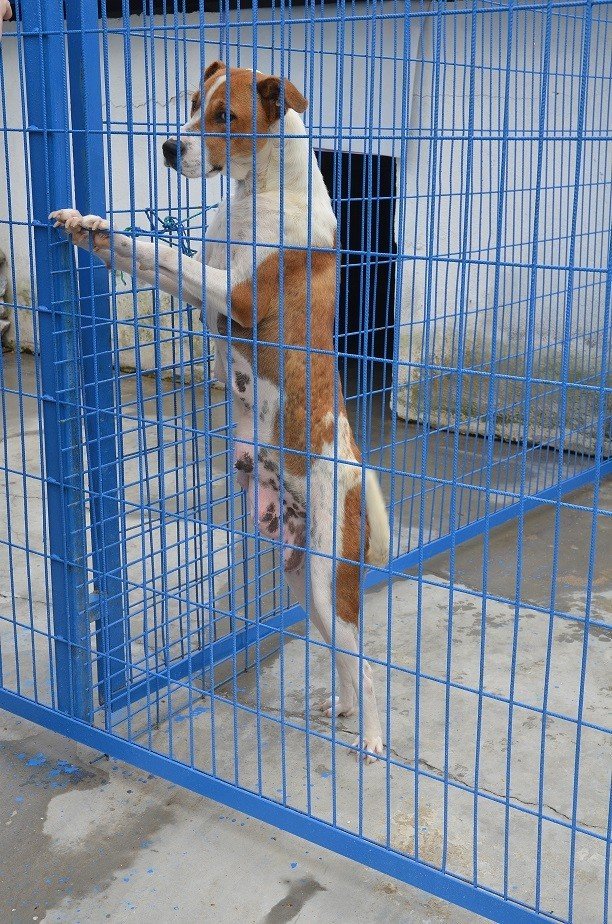 Kuşadası Belediyesi 950 Hayvanı Ömürlük Yuvasına Kavuşturdu