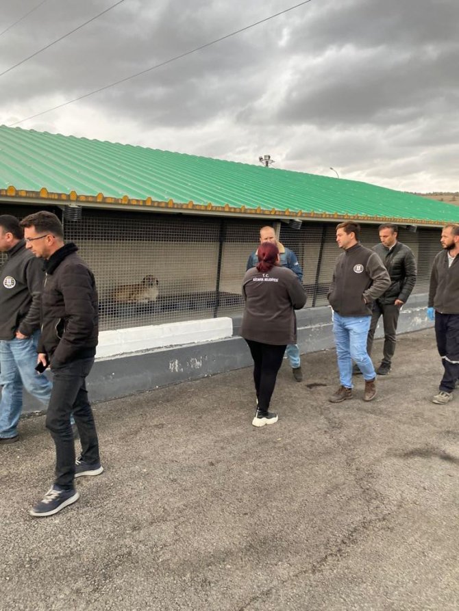 Kütahya’da Sokak Hayvanlarına Belediye Şefkati