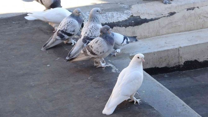 Mardin’de Taklacılar Tescil Edilmeyi Bekliyor