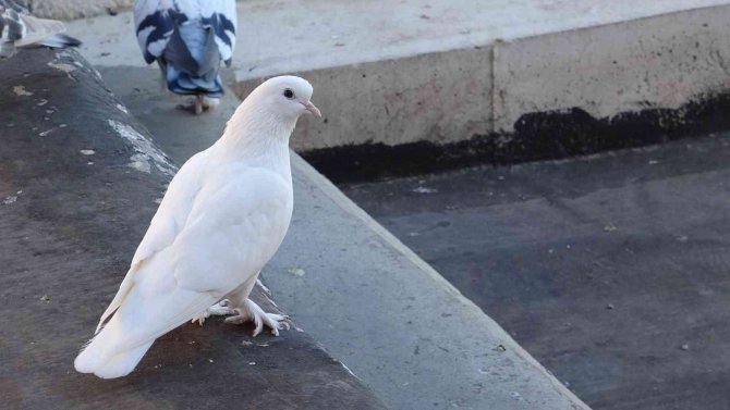 Mardin’de Taklacılar Tescil Edilmeyi Bekliyor