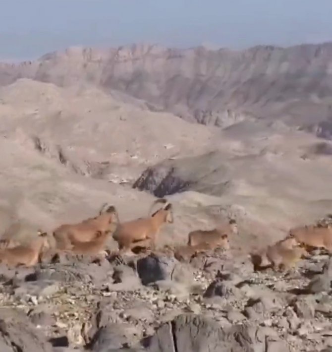 Terör Örgütünden Temizlenen Dağlar Dağ Keçilerinin Mekanı Oldu