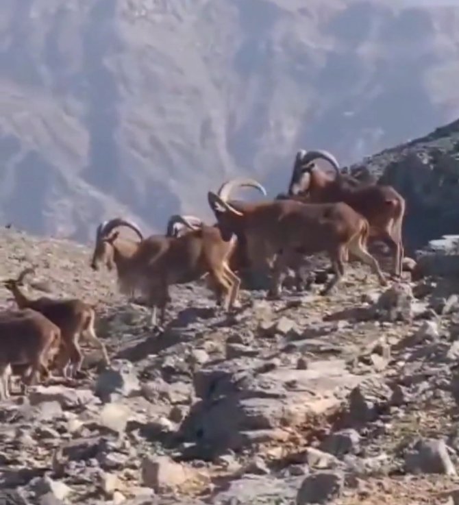 Terör Örgütünden Temizlenen Dağlar Dağ Keçilerinin Mekanı Oldu