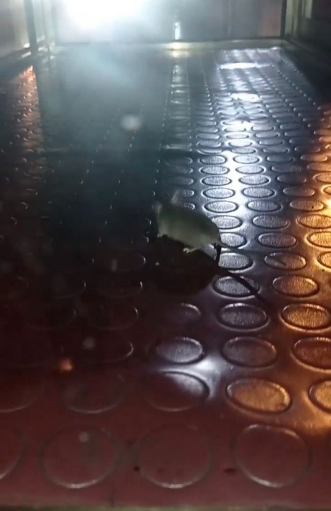 Pendik’te Mide Bulandıran Görüntü: Simit Tezgahından Fare Çıktı