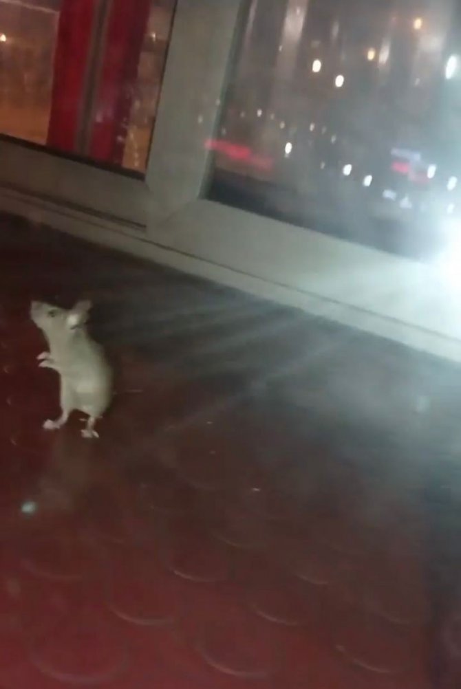 Pendik’te Mide Bulandıran Görüntü: Simit Tezgahından Fare Çıktı