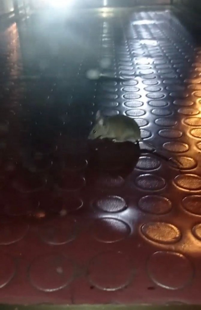 Pendik’te Mide Bulandıran Görüntü: Simit Tezgahından Fare Çıktı