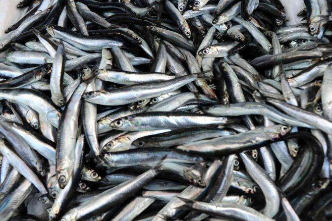 Hamsinin Fiyatı Düştü, Talep Azaldı