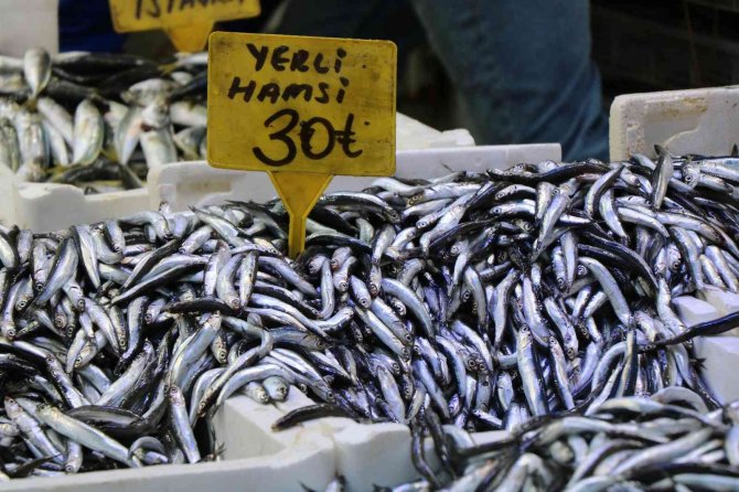 Hamsinin Fiyatı Düştü, Talep Azaldı
