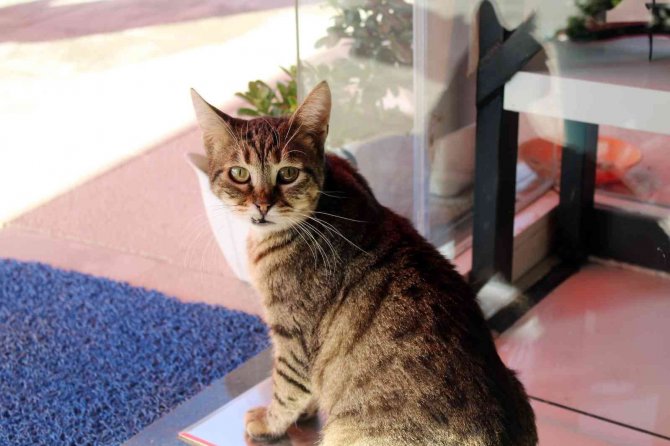 Kamyonun Kasasında Bulduğu Kediyi 5 Yıldır Dükkânında Besliyor