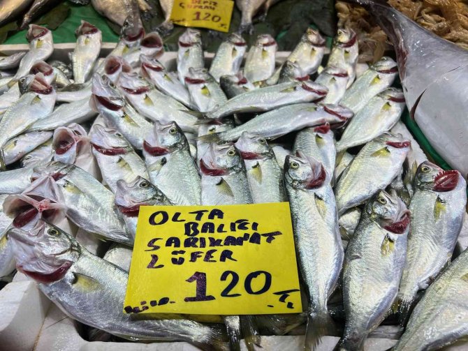 Denizlerde Çinekop Ve Sarı Kanat Akını