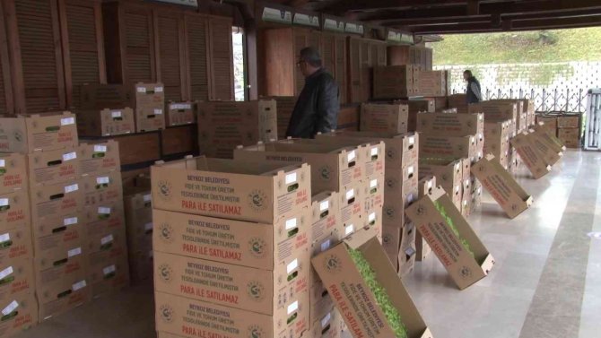 Beykoz’da Çiftçilere 400 Bin Kışlık Fide Desteği