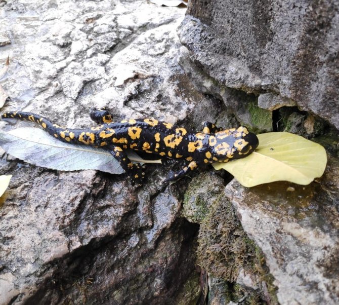 Tunceli’de Nesli Tükenme Tehlikesinde Olan ‘Türk Semenderi’ Görüldü