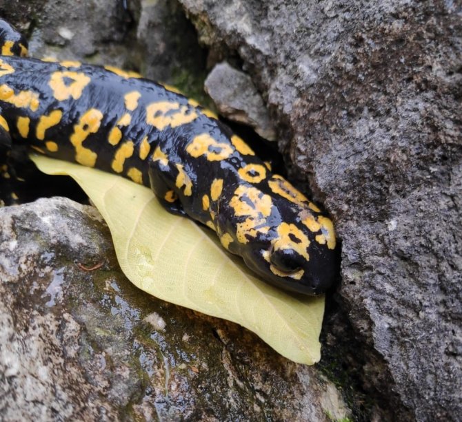 Tunceli’de Nesli Tükenme Tehlikesinde Olan ‘Türk Semenderi’ Görüldü