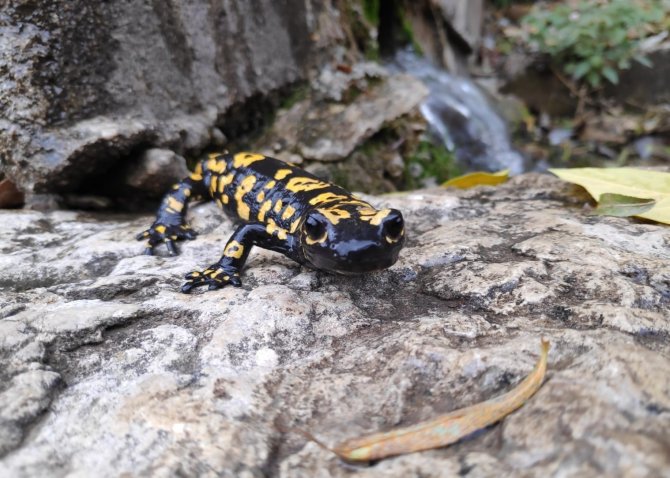 Tunceli’de Nesli Tükenme Tehlikesinde Olan ‘Türk Semenderi’ Görüldü
