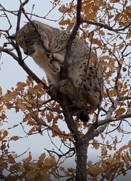 Dünyada Birinci Derece Koruma Altında Bulunan Vaşak, Tunceli’de Görüntülendi
