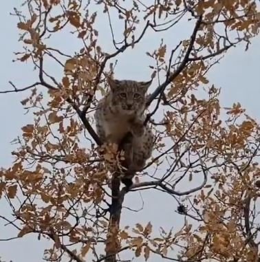 Dünyada Birinci Derece Koruma Altında Bulunan Vaşak, Tunceli’de Görüntülendi