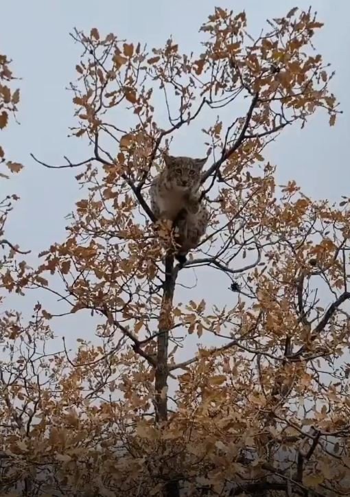 Dünyada Birinci Derece Koruma Altında Bulunan Vaşak, Tunceli’de Görüntülendi