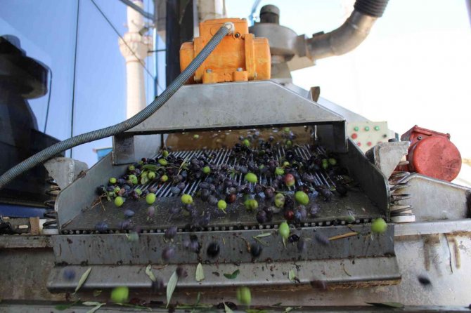 Zeytin Sezonu İle Birlikte Yağhanelerde De Yoğunluk Başladı